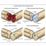 The Science of Regeneration: How the Body Heals Itself